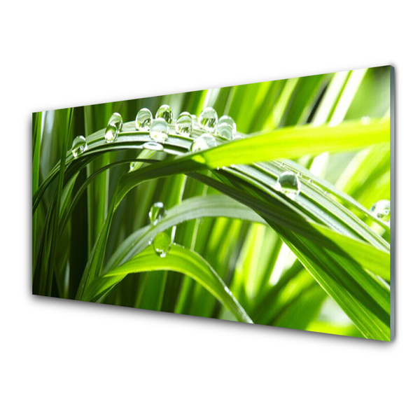 Panel Szklany Trawa Woda Krople Natura